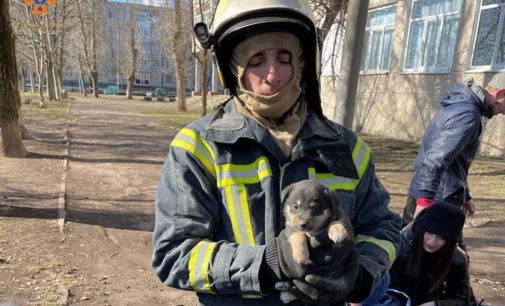 У Покрові рятувальники звільнили беззахисну тварину: деталі