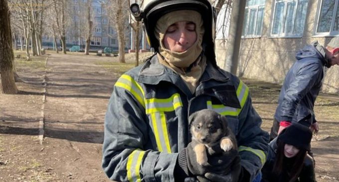 У Покрові рятувальники звільнили беззахисну тварину: деталі