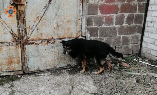 У Запоріжжі рятувальники звільнили з пастки песика