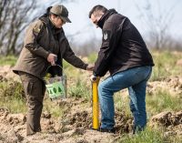 Понад 13 тис звичайних та кримських сосен: команда Дніпропетровської ОВА разом із лісівниками заклала хвойний ліс