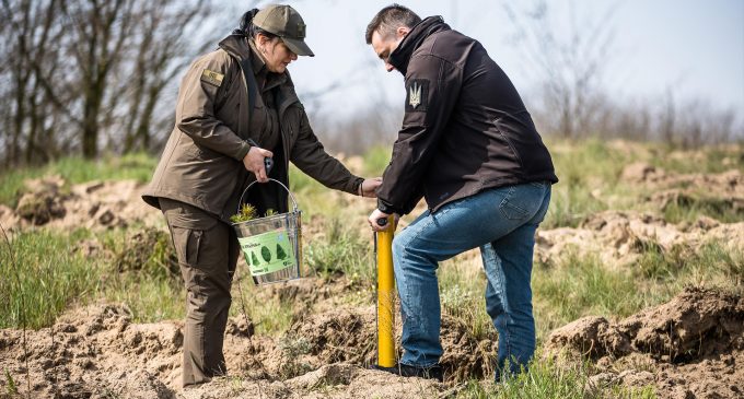 Понад 13 тис звичайних та кримських сосен: команда Дніпропетровської ОВА разом із лісівниками заклала хвойний ліс