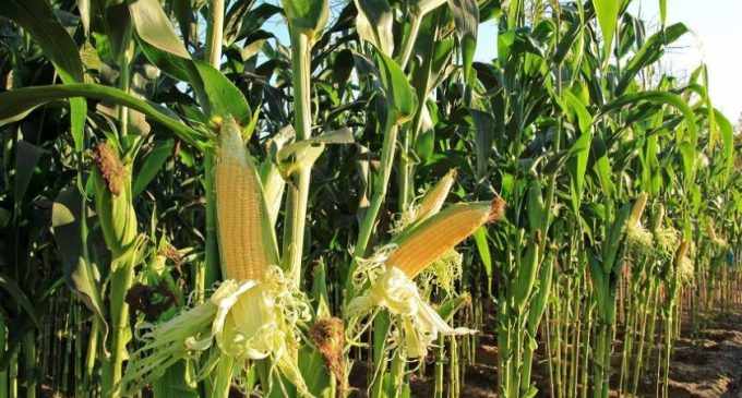 Агровиробники Дніпропетровщини отримають насіння кукурудзи від міжнародних партнерів