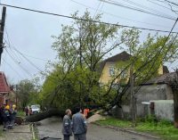 У Дніпрі на Лізи Чайкіної величезне дерево впало на подвір’я житлового будинку та ледь не вбило собаку