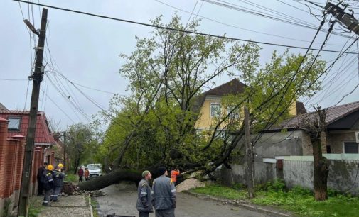 У Дніпрі на Лізи Чайкіної величезне дерево впало на подвір’я житлового будинку та ледь не вбило собаку