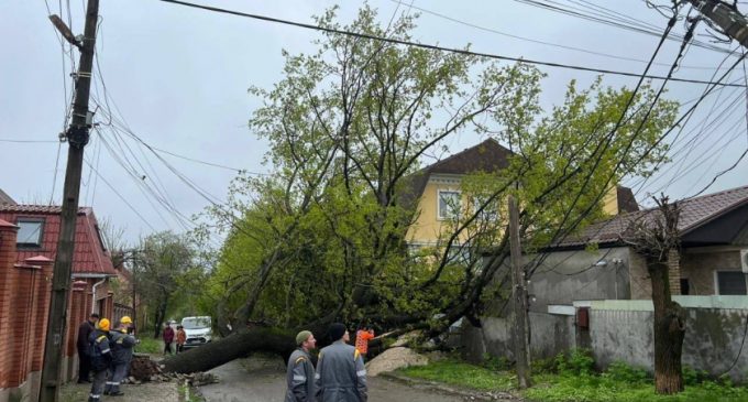 У Дніпрі на Лізи Чайкіної величезне дерево впало на подвір’я житлового будинку та ледь не вбило собаку