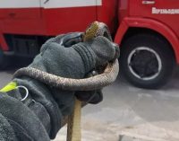 Налякала продавчиню: у Верхньодніпровську рятувальники зловили змію, яка залізла в кіоск
