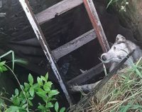 Впала на глибину: рятувальники визволили собаку з пастки