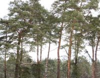 Вирубали дерев на 1,8 млн грн: на Запоріжжі прокурори стягнули з лісогосподарського підприємства збитки, заподіяні довкіллю