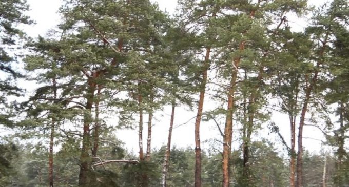 Вирубали дерев на 1,8 млн грн: на Запоріжжі прокурори стягнули з лісогосподарського підприємства збитки, заподіяні довкіллю