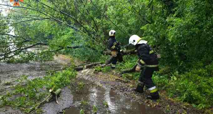 Під Дніпром 10-метрове дерево впало на дорогу та перекрило рух транспорту