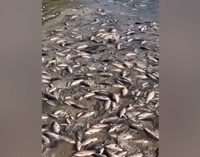 Підрив Каховської ГЕС спричинив масовий мор риби: чому її не можна їсти