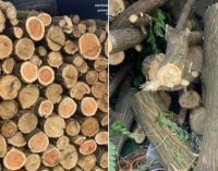 У Дніпрі патрульні виявили 2 випадки незаконної вирубки дерев