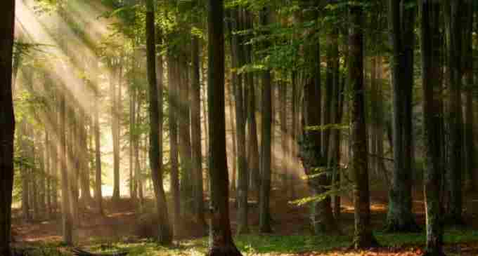 В України запровадили обмеження на відвідування лісових масивів: подробиці