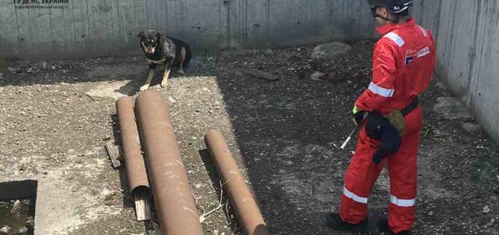 У Дніпрі рятувальники дістали з котловану чотирилапого