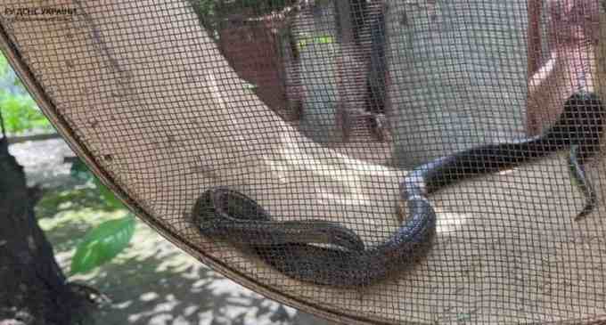 У Дніпрі співробітники ДСНС відловили змію у житловому будинку