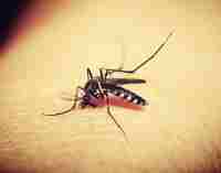 Британські вчені розробили новий спосіб боротьби з комарами