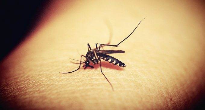 Британські вчені розробили новий спосіб боротьби з комарами