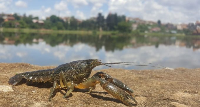 На Дніпропетровщині з 15 серпня заборонять вилов раків: які штрафи передбачено для порушників