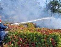 Вогнеборці Дніпропетровщини продовжують боротьбу з пожежами в екосистемах
