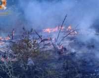 За минулу добу на Запоріжжі ліквідували 7 пожеж в екосистемах