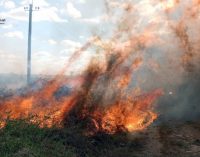 74 займання за добу: вогнеборці Дніпропетровщини долають численні пожежі в екосистемах