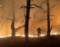 Павлоградські рятувальники запобігли масштабній пожежі на території хвойного лісу