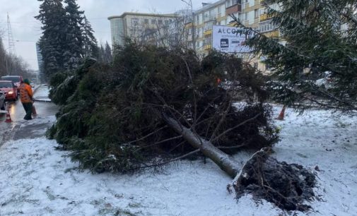 У Дніпрі вітер вирвав з корінням 10-метрову ялинку: подробиці