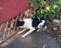Надзвичайники Нікополя деблокували собаку з залізного паркану