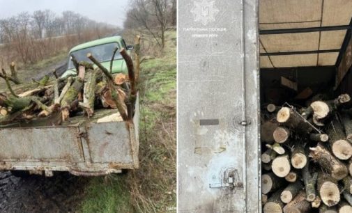 У Кривому Розі затримали водіїв, які перевозили незаконно зрубані дерева