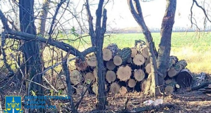 Незаконно вирубували ліс: на Дніпропетровщині затримано членів злочинної групи