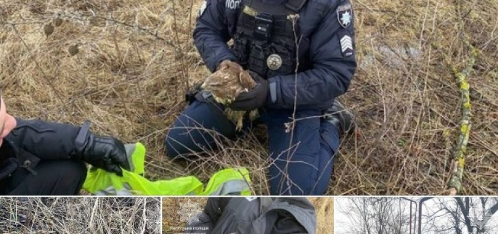 Завдяки небайдужим громадянам патрульні Дніпра врятували птаха на одній із дорожніх станцій