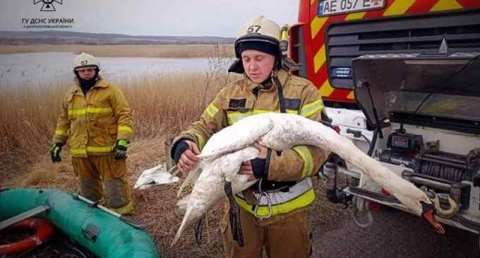 Примерз до криги: у Синельниківському районі надзвичайники врятували лебедя