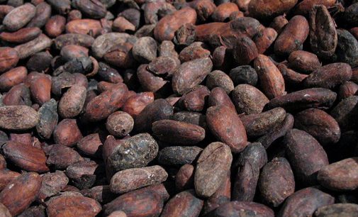 Ціна на какао-боби досягла нового максимуму
