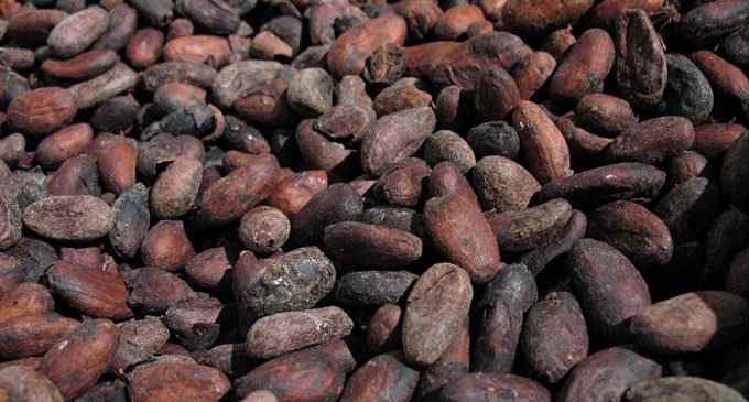 Ціна на какао-боби досягла нового максимуму