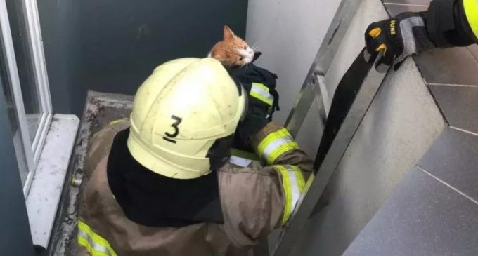 У Запоріжжі надзвичайники врятували котика з пастки