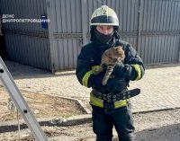 Дніпровські рятувальники зняли пухнастика з дерева: подробиці