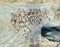 Незаконний вилов риби більше ніж на 160 тисяч гривень: на Нікопольщині затримали 53-річного браконьєра