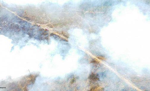 На Закарпатті спалахнула масштабна пожежа на території лісництва