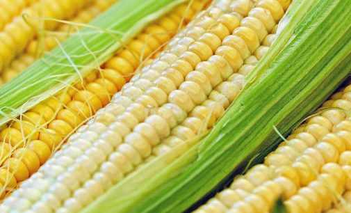 Bloomberg: Китай відмовляється від української кукурудзи