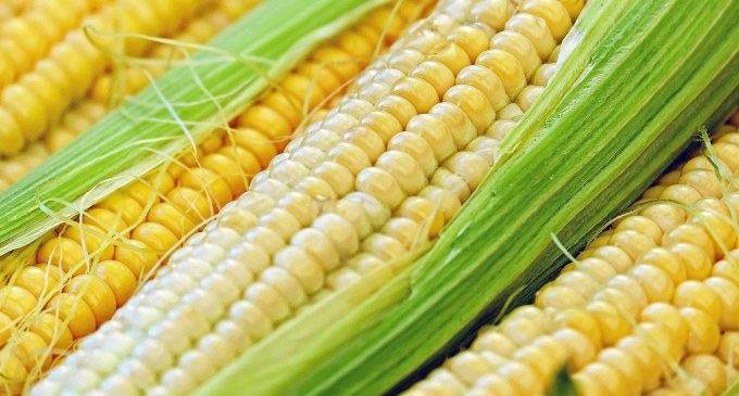 Bloomberg: Китай відмовляється від української кукурудзи