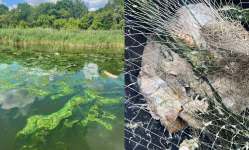 У Дніпровському водосховищі стався мор сомів: подробиці