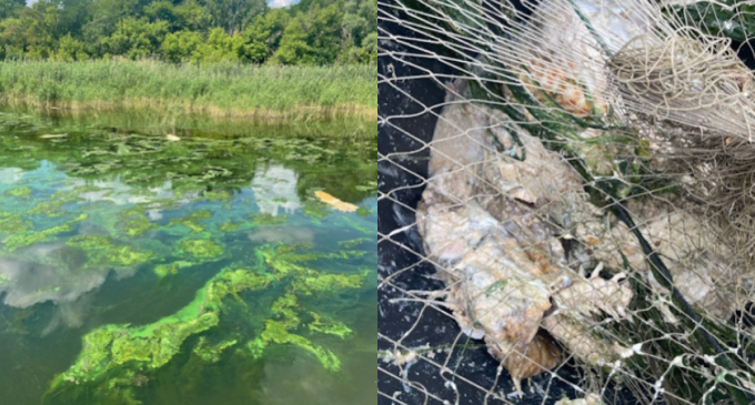 У Дніпровському водосховищі стався мор сомів: подробиці