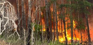 На Харківщині пожежі, вогнем охоплено майже 4 тисячі гектарів лісу