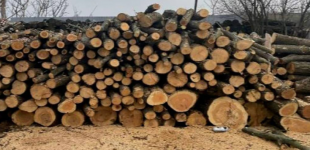 Займались незаконною рубкою дерев на території Комишуваської громади: повідомлено про підозру учасникам злочинного угруповання