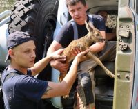 Під час ліквідації пожежі на острові Хортиця надзвичайники врятували дику козулю