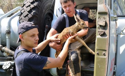 Під час ліквідації пожежі на острові Хортиця надзвичайники врятували дику козулю