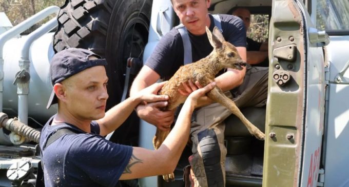 Під час ліквідації пожежі на острові Хортиця надзвичайники врятували дику козулю