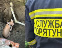 В Дніпрі рятувальники визволили з пастки сфінкса