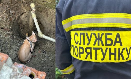 В Дніпрі рятувальники визволили з пастки сфінкса