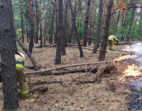 У Новомосковському районі ліквідували займання на території лісового масиву